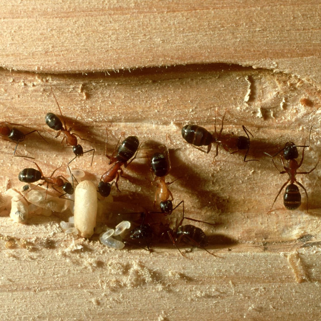 Carpenter Ants