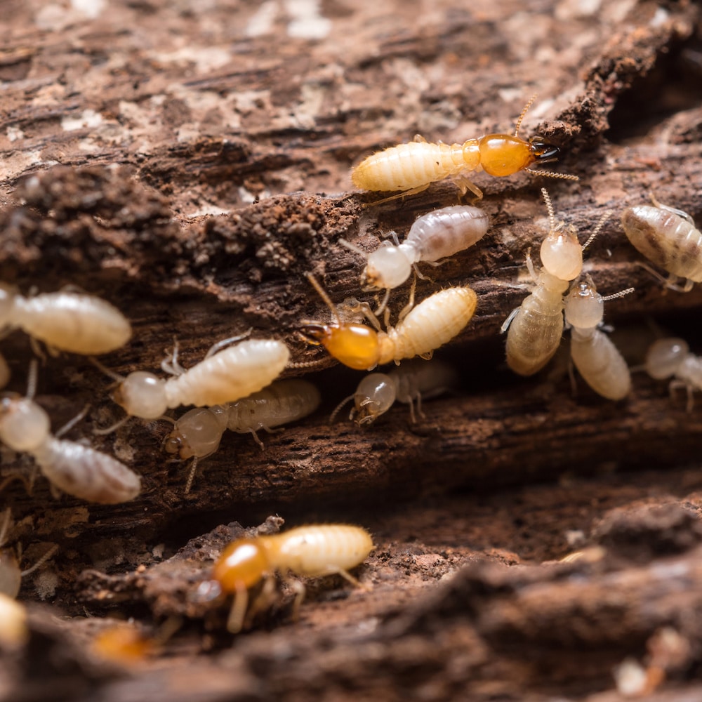 Termites