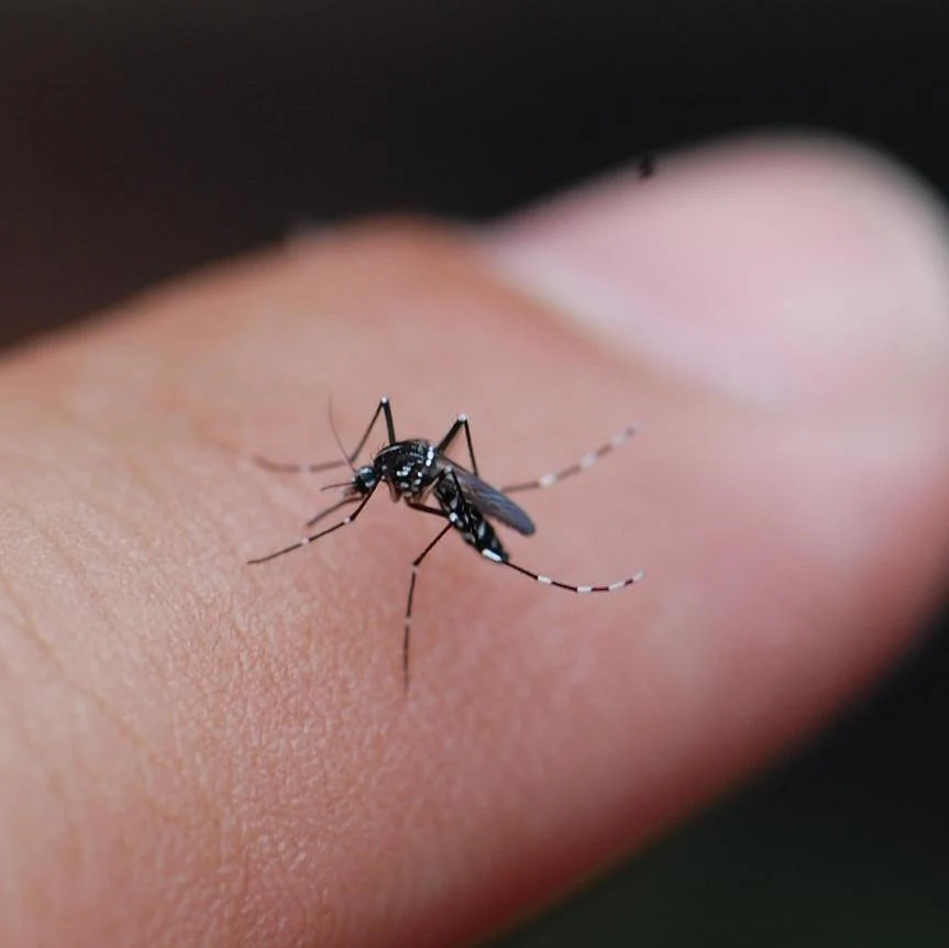 HGIC_insects_AsianTigerMosquito_16x9_b678509e-248d-4cd8-95d5-50f830c86fb6_1024x1024@2x HGIC_insects_AsianTigerMosquito_16x9_b678509e-248d-4cd8-95d5-50f830c86fb6_1024x1024@2x