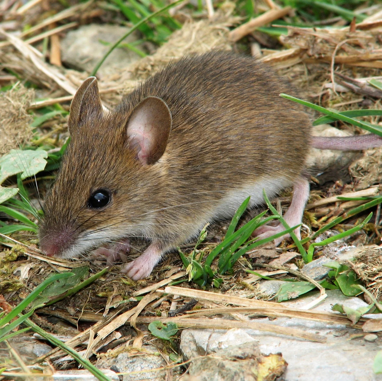 eo20150220_rodents300_1024x1024@2x eo20150220_rodents300_1024x1024@2x