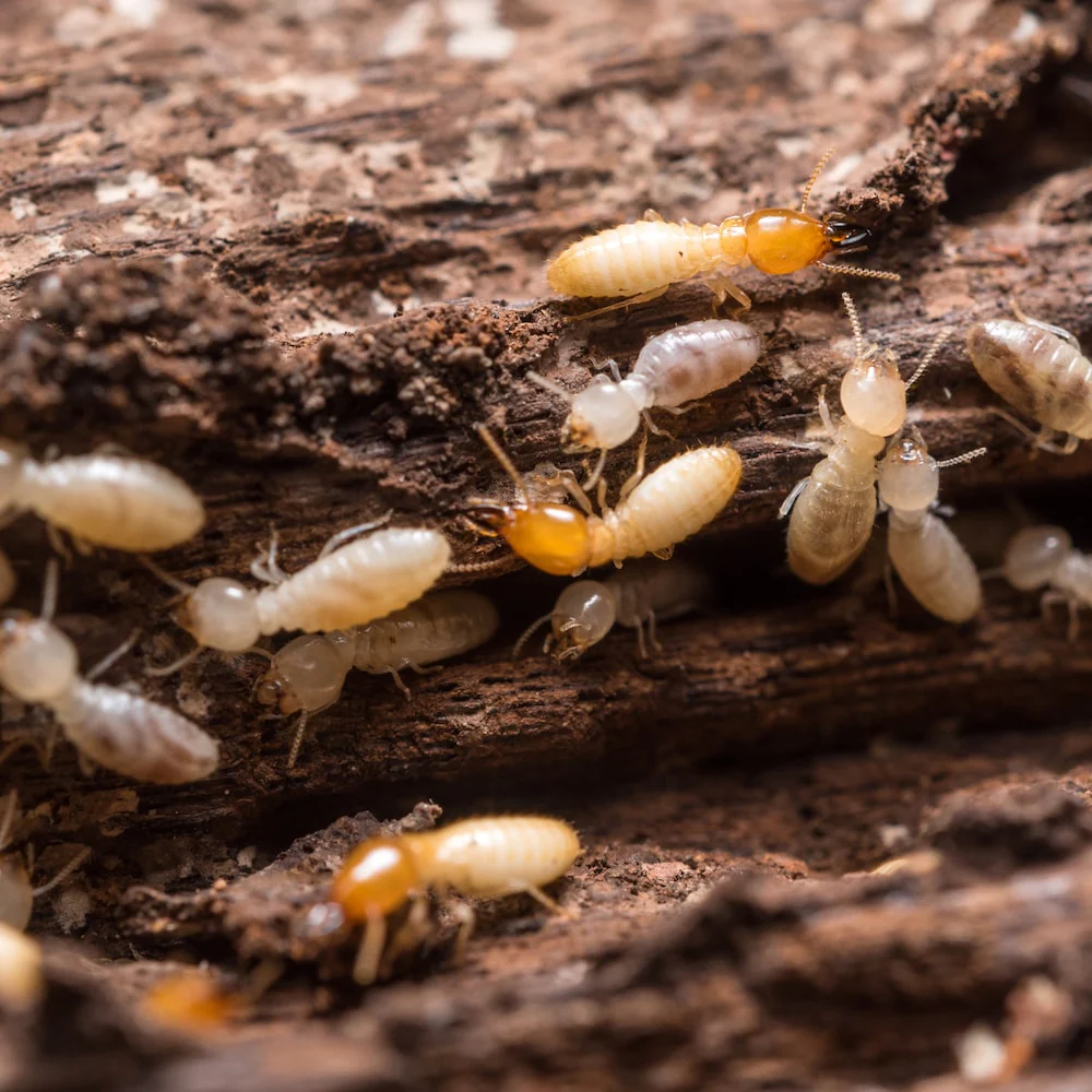 termites_1024x1024@2x termites_1024x1024@2x